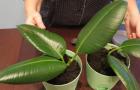 Бонсай из фикусов: что нужно знать о выращивании миниатюрных растений?
